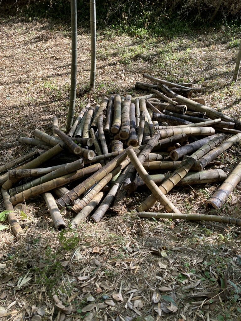 竹林1 小杉農園 kosugi Farm